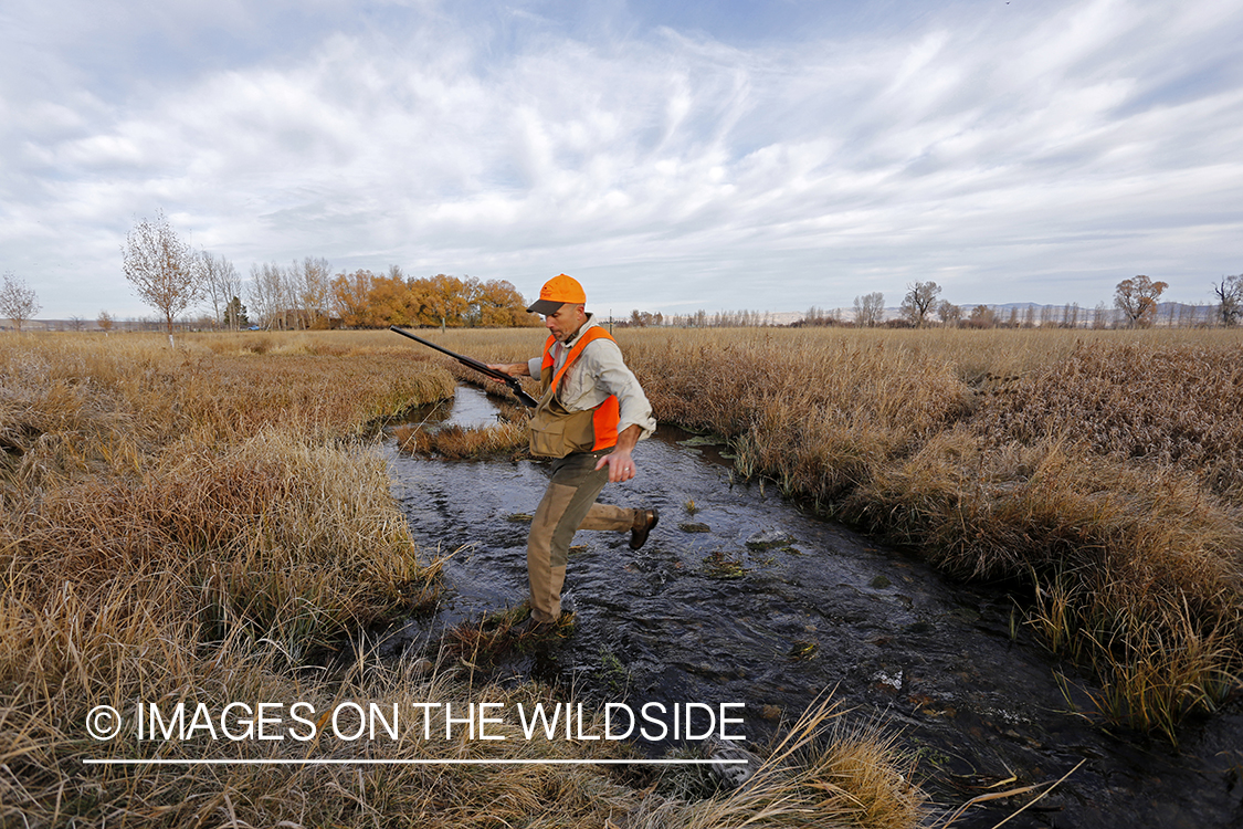 Upland game bird hunter in field.