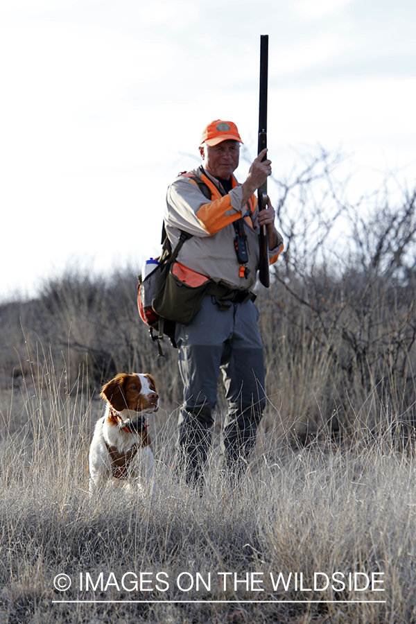 Mearns quail hunting with Brittany Spaniel.