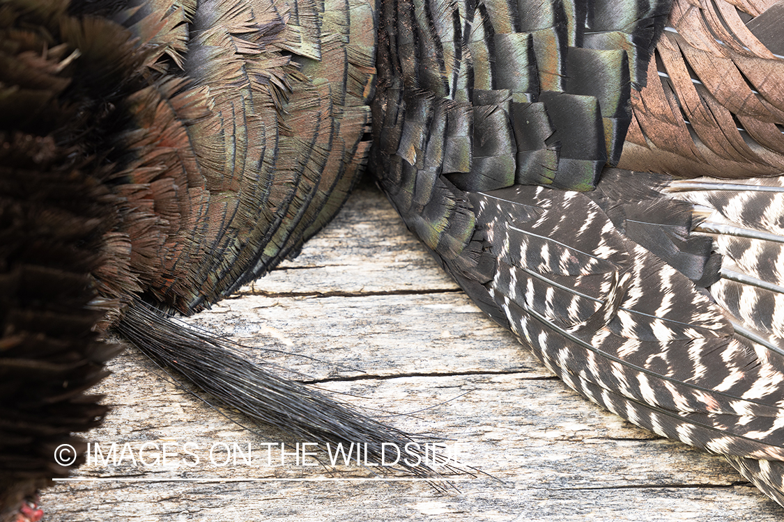 Close up of turkey feathers.