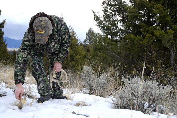 Bowhunter shed hunting