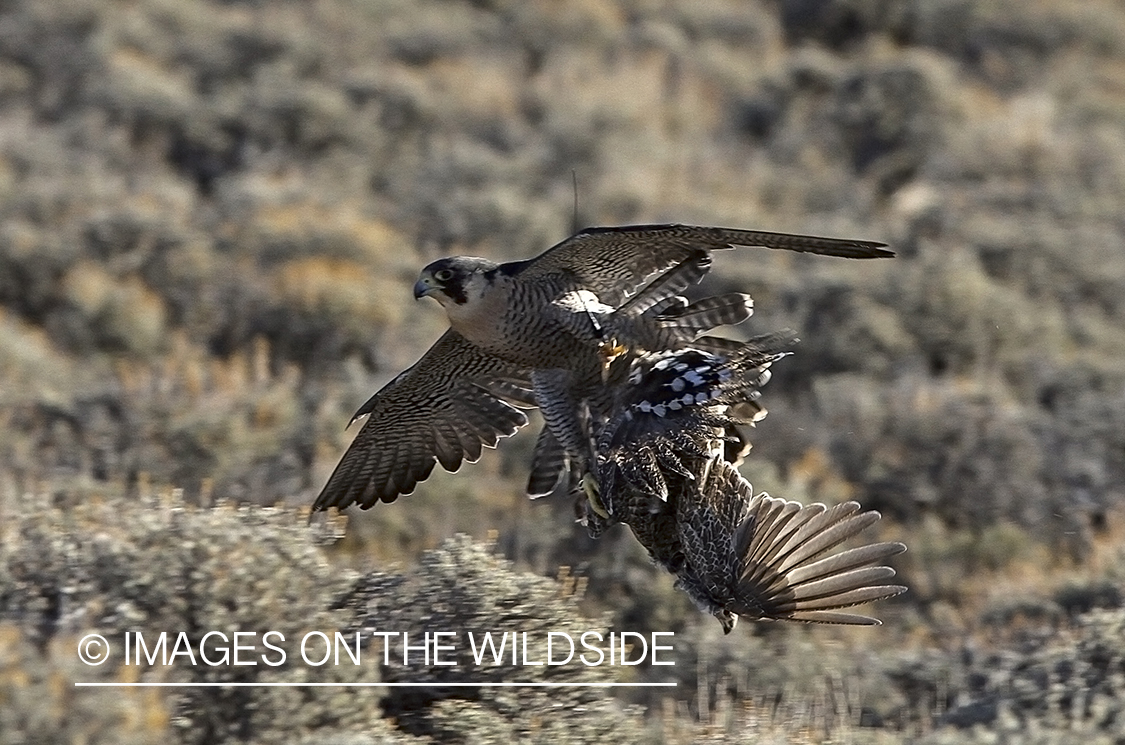 Peregrine Falcon with bagged Sage Grouse.