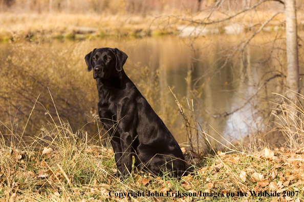 Black Labrador Retriever