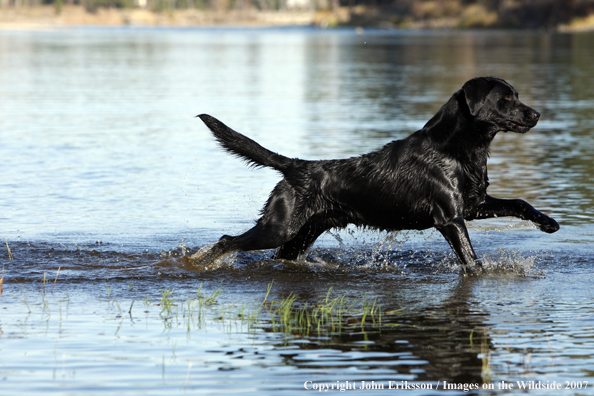 Black Labrador Retriever in field