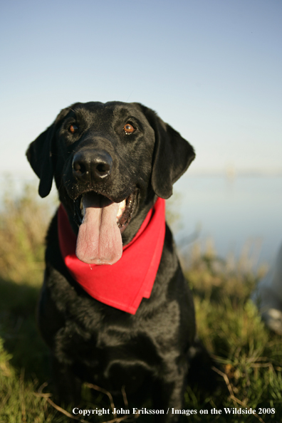 Black Labrador Retriever in field