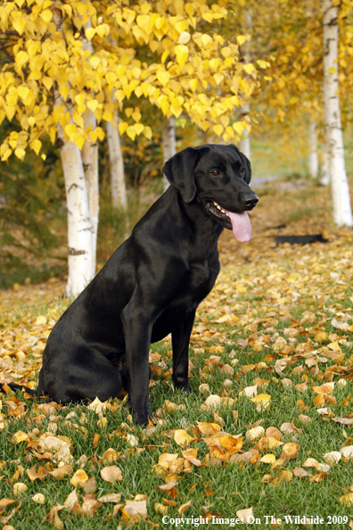 Black Labrador Retriever