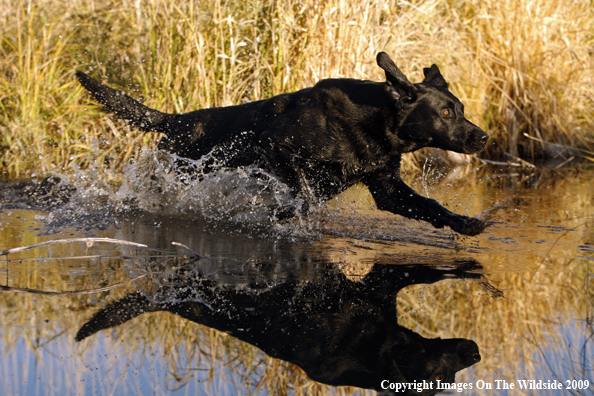 Black Labrador Retriever