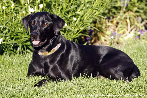 Black Labrador Retriever in yard