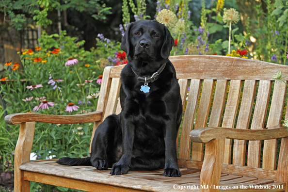 Black Labrador Retriever.