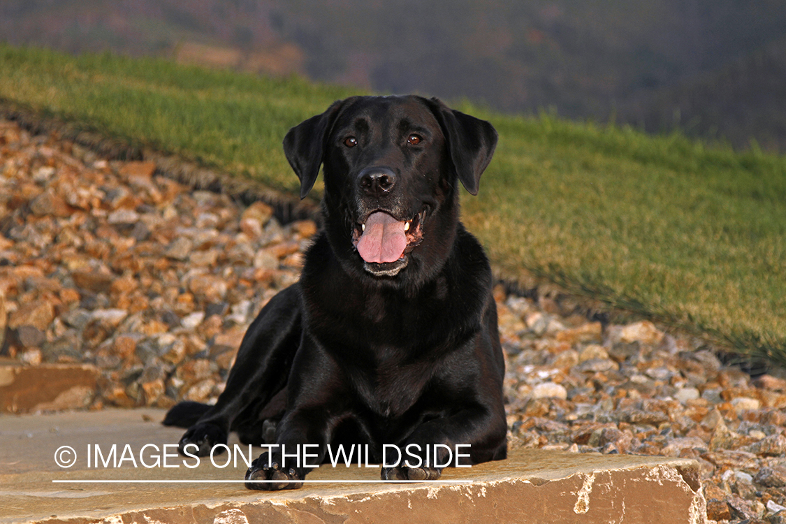 Black Labrador Retriever