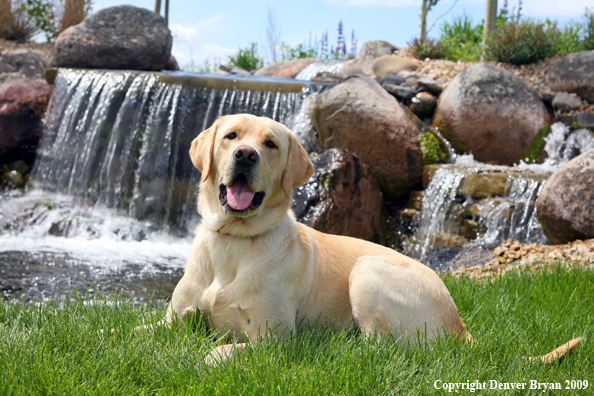 Yellow Labrador Retriever in yard by waterfall