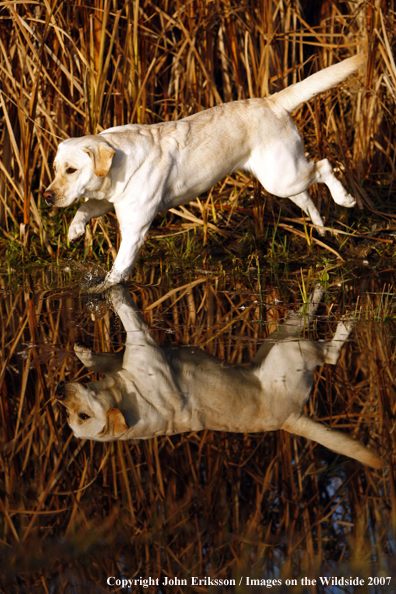 Yellow Labrador Retriever in field