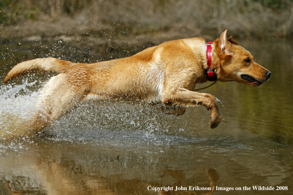 Yellow Labrador Retriever in field