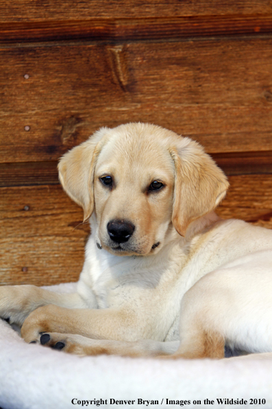 Yellow Labrador Retriever Puppy on bed