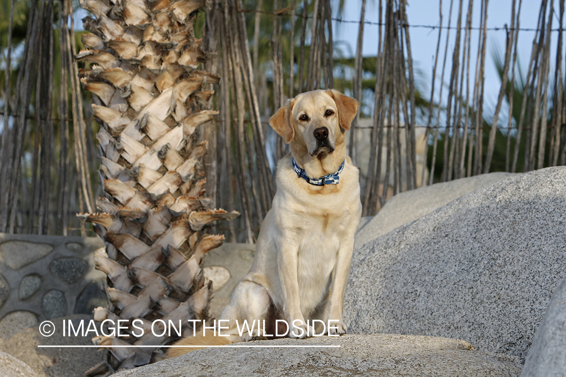 Yellow lab sitting on rocks.