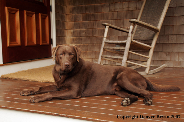 Chocolate Labrador Retriever