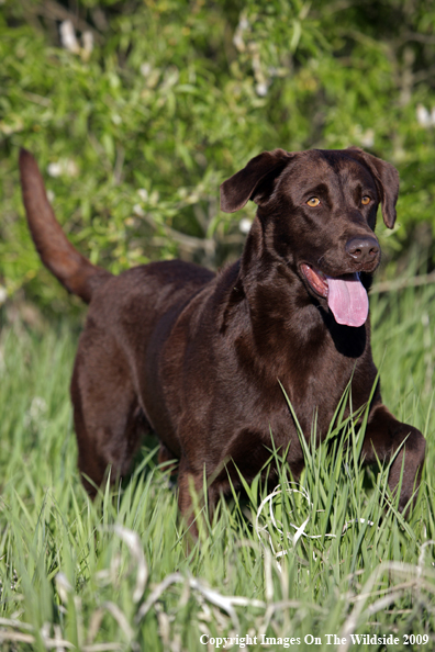 Chocolate Labrador Retriever in field