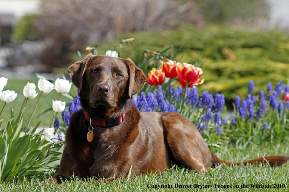 Chocolate Labrador Retriever