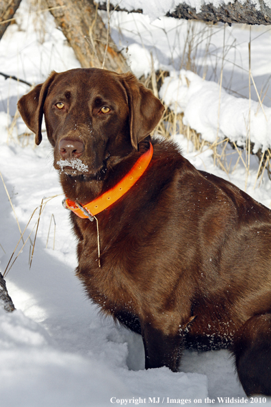 Chocolate Labrador Retriever