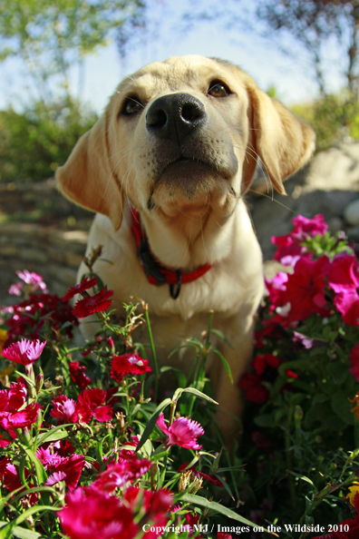 Yellow Labrador Retriever puppy