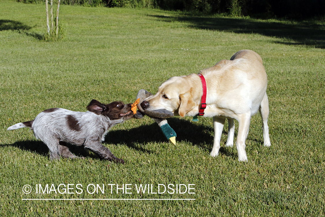 Wirehaired pointing griffon and lab playing.