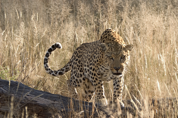 Leopard in habitat. Africa