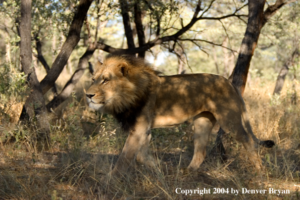 Male African lion in habitat. Africa