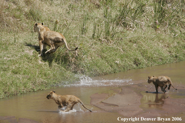 African lioness with cubs crossing creek