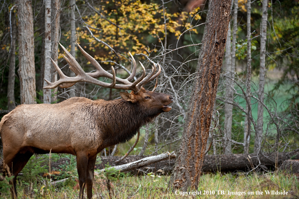 Rocky mountain elk in habitat.