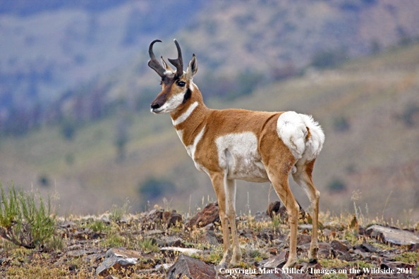 American Pronghorn Antelope buck in habitat