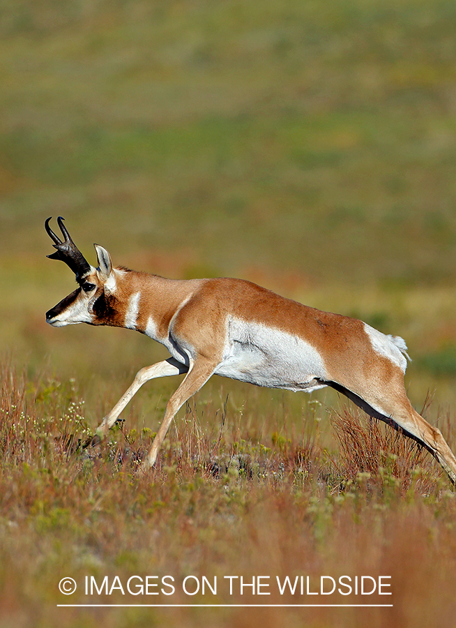 Pronghorn antelope running in field.