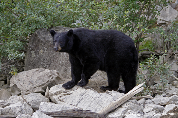 Black Bear in habitat