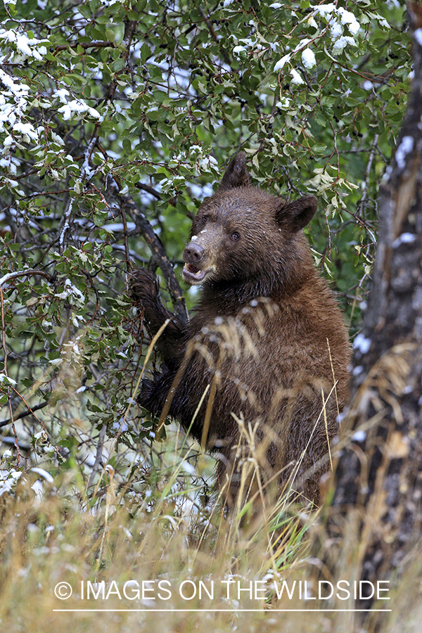 Black bear scavenging for berries. (brown-phase)