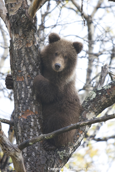 Grizzly/Brown bear in habitat. 