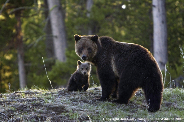 Grizzly bear with cub in habitat