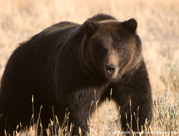 Grizzly bear in habitat. 