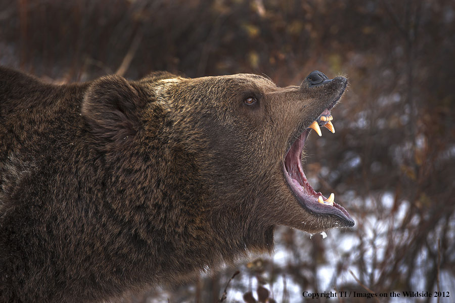 Grizzly Bear in growling.