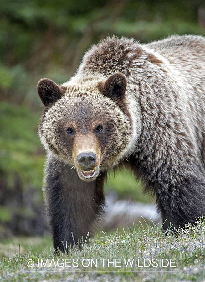 Grizzly bear in habitat.