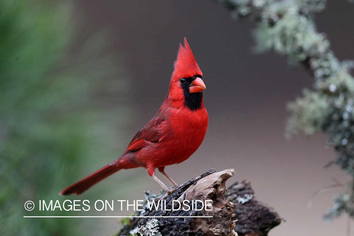 Northern Cardinal in habitat.