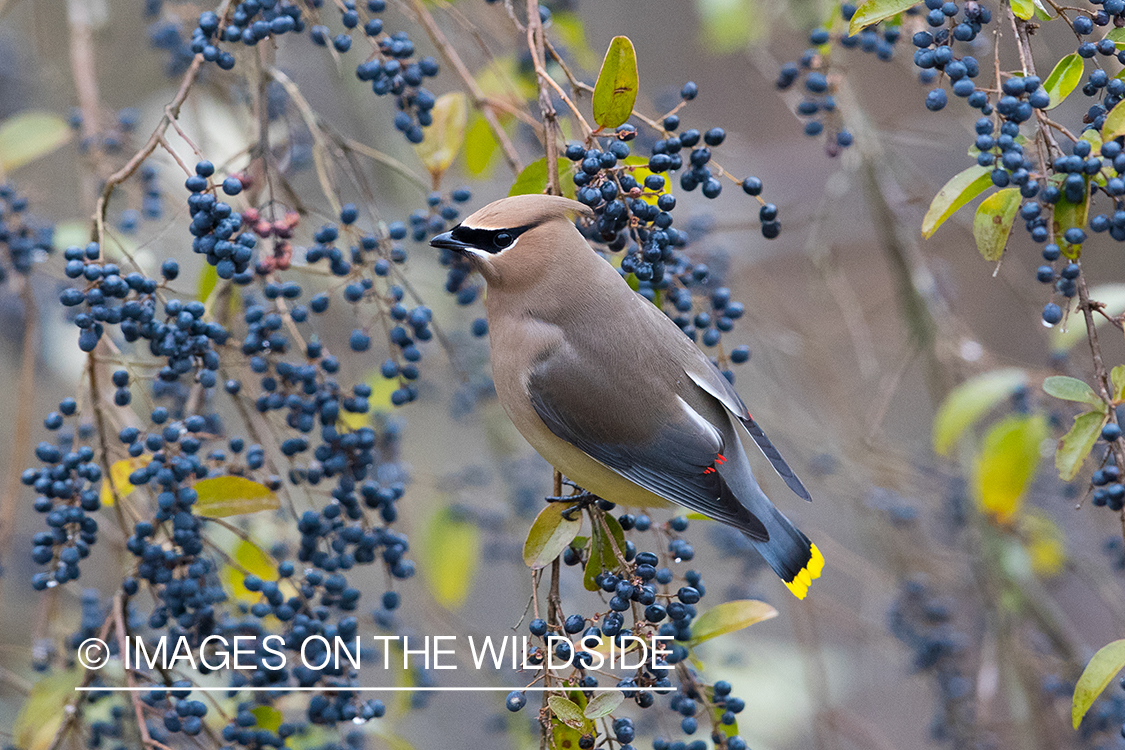 Cedar Waxwing on branch.