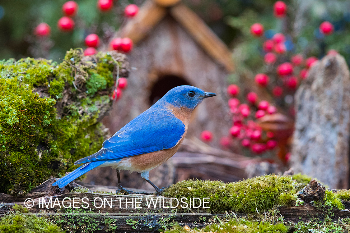 Eastern bluebird in front of bird house.