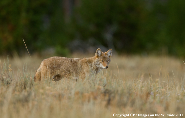 Coyote in habitat. 