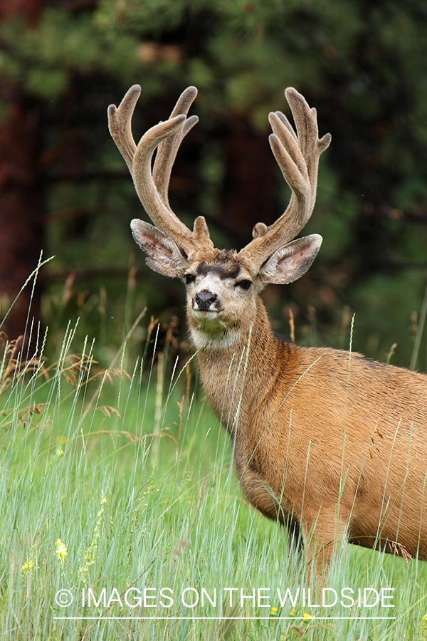 Mule deer buck in habitat. 