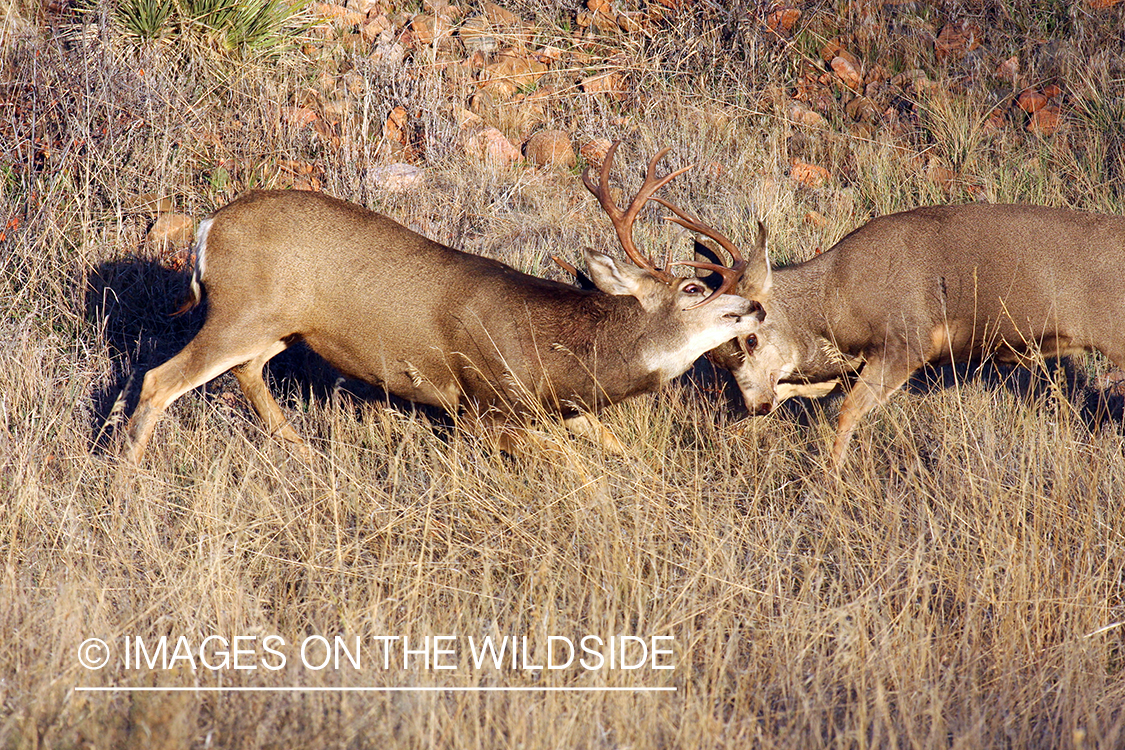 Mule deer bucks fighting. 