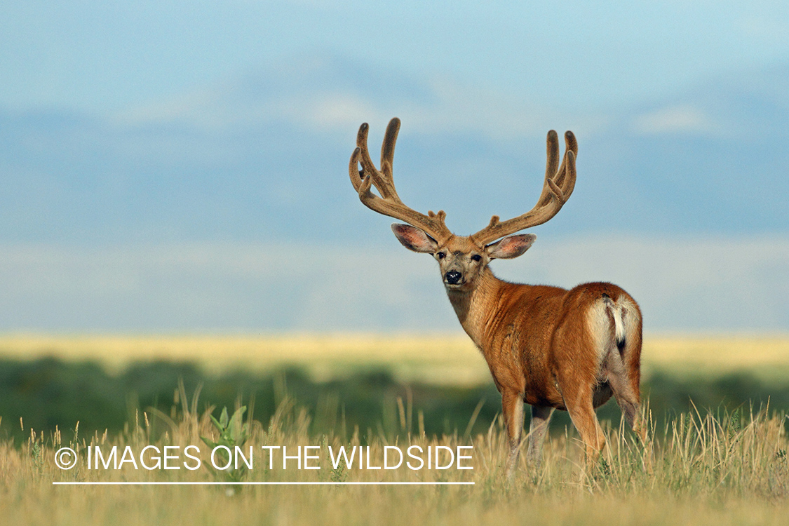 Mule deer buck in habitat.