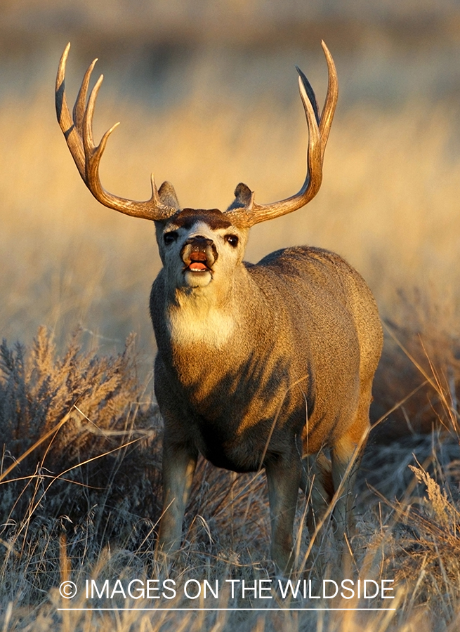 Mule deer buck grunting. 