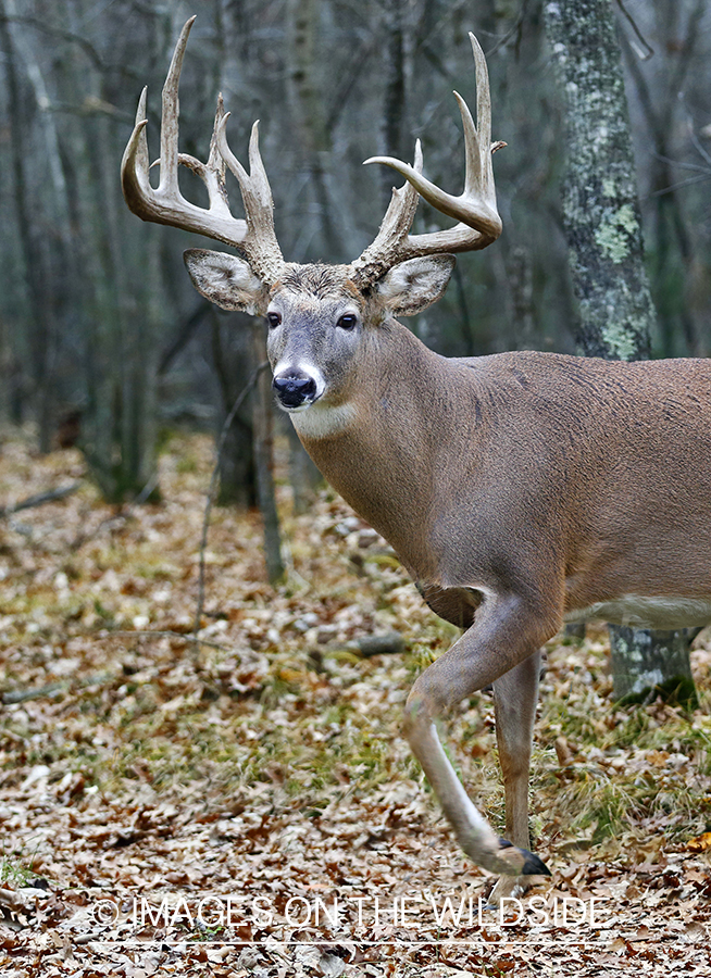 White-tailed buck in woods.