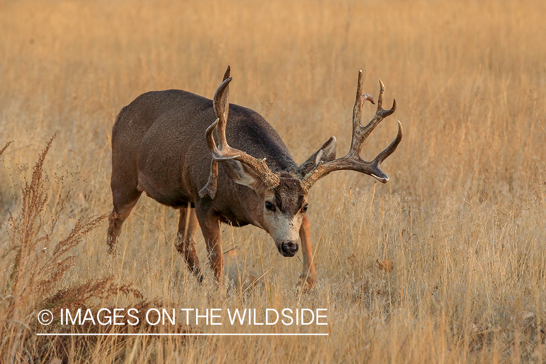 Mule deer buck in rut.