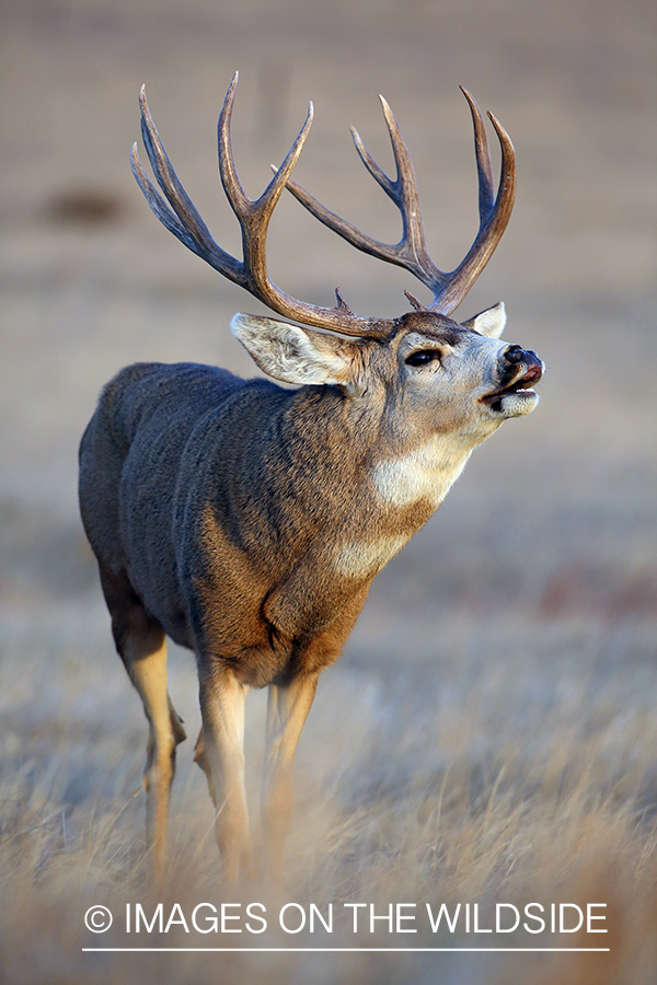 Mule deer buck in field.