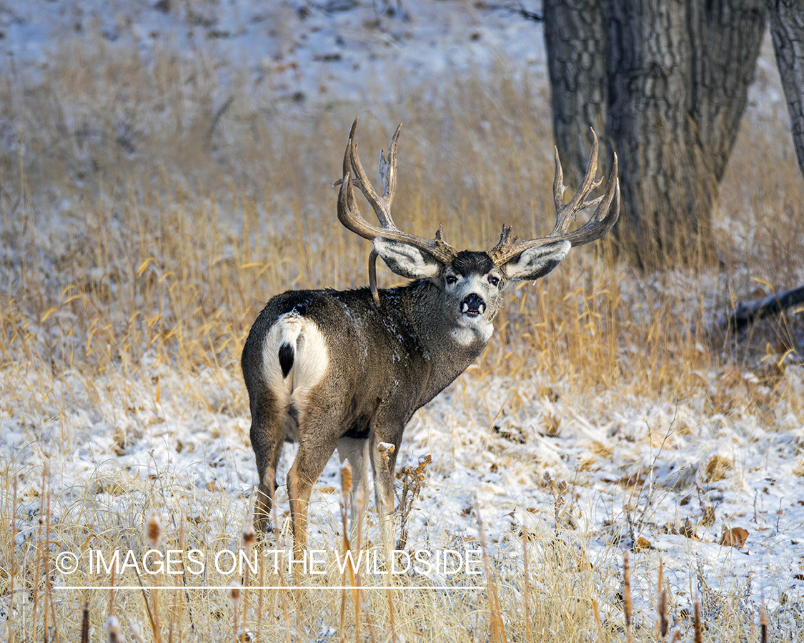 Mule deer buck in habitat.