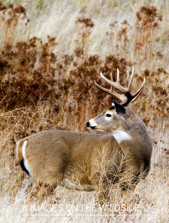 White-tailed deer in habitat